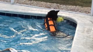 Pool time with Dog