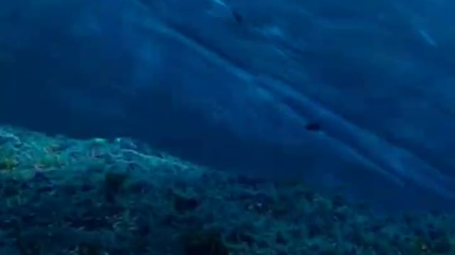 Sharks and whales in the deep sea