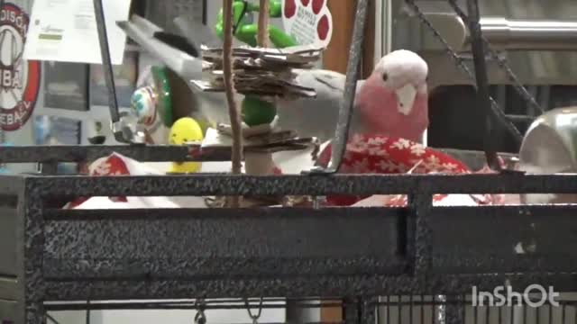 Rose Breasted Cockatoo / Galah playtime