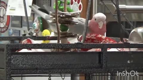 Rose Breasted Cockatoo / Galah playtime