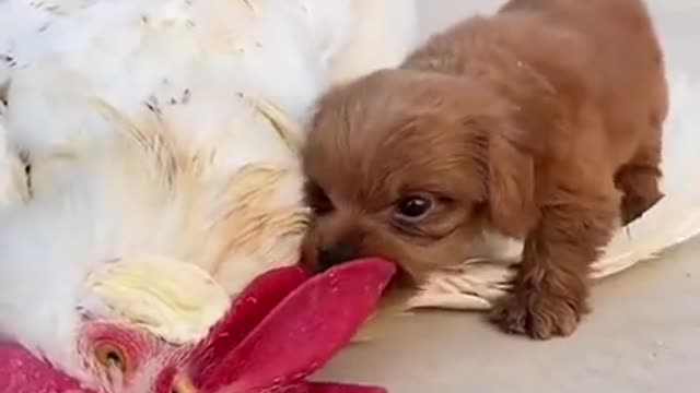 Funny Puppy short!