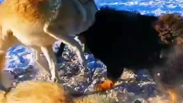 Wolf vs Tibetian dog