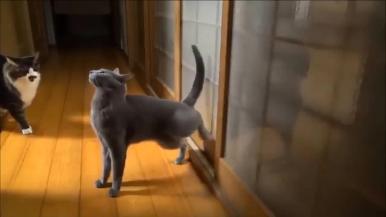 Funny cats videos, try not to laugh #3