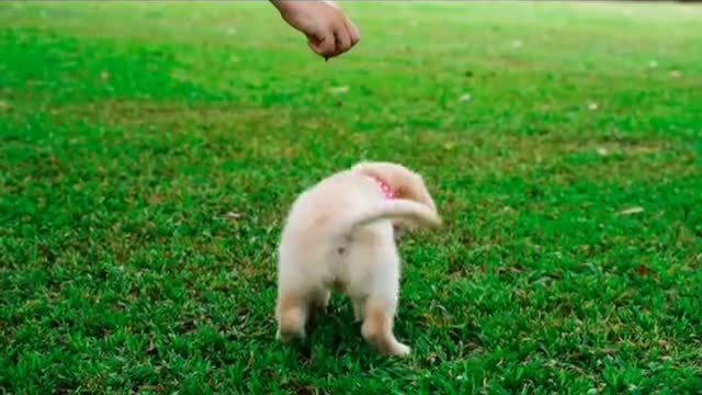 The cute and most funny dog Playing in the ground