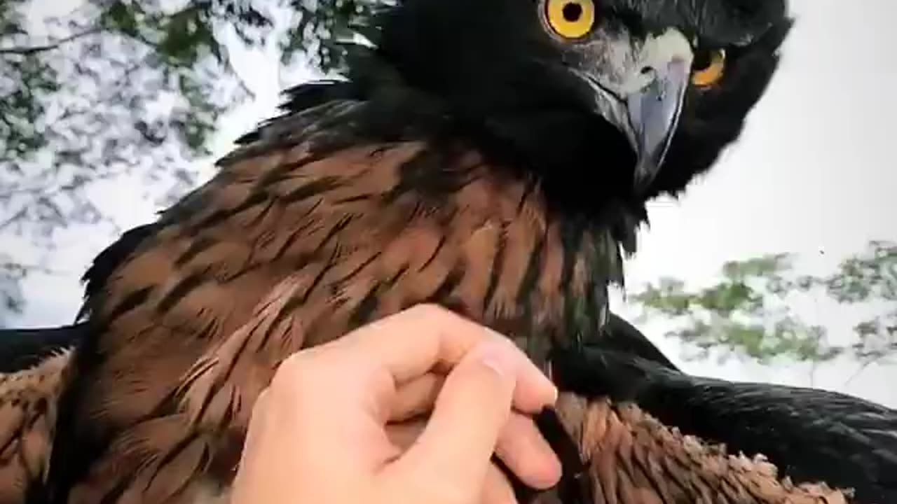 This black chestnut eagle found injured in Colombia is a magnificent endangered bird species