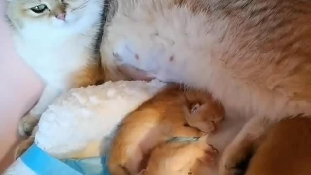 Mother cat and her newborn baby