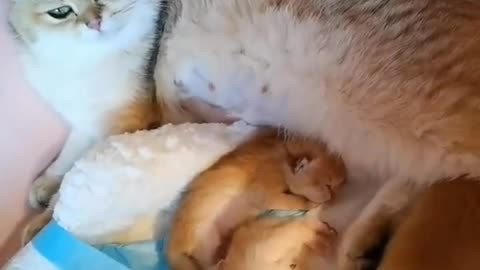 Mother cat and her newborn baby