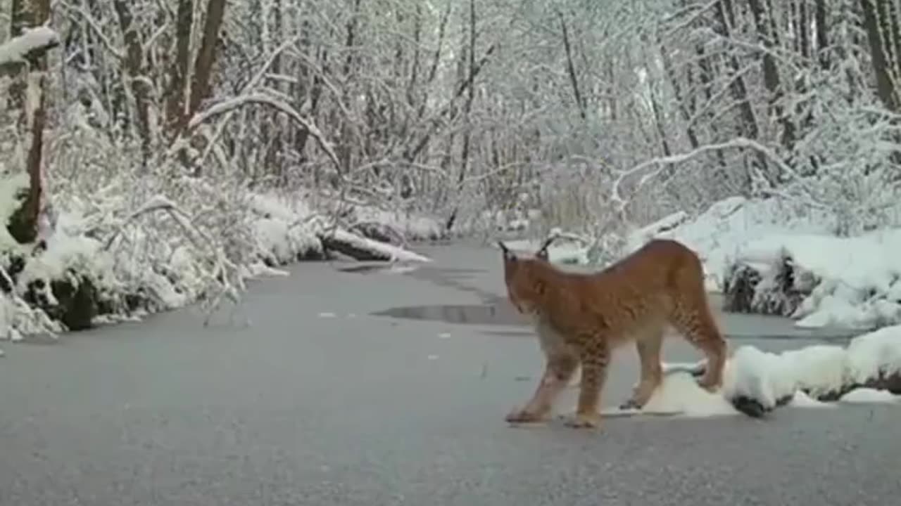 Smart Lynx