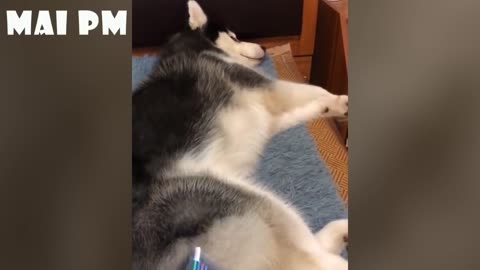 Funniest compilation of dogs sleeping