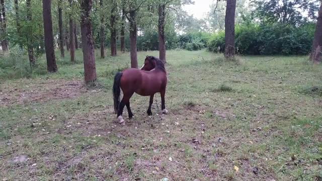 a lone horse in the Park was looking for its owner