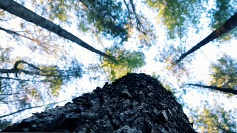 Indonesian Pine Forest "BULU TANAH Pine Forest"