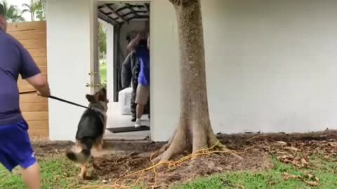 How to Train Dog to Become FULLY AGGRESSIVE.