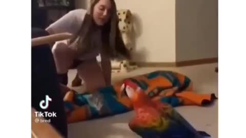 Parrot got scared after a magic trick