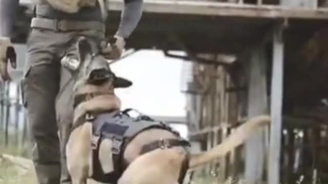 Train Your Dog In a Fun Way!!