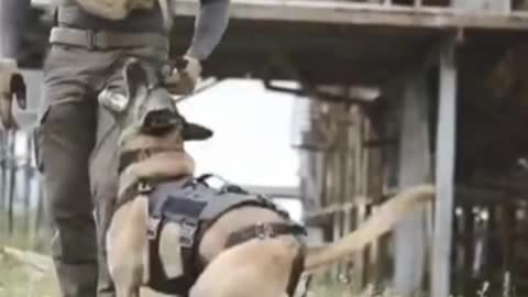 Train Your Dog In a Fun Way!!