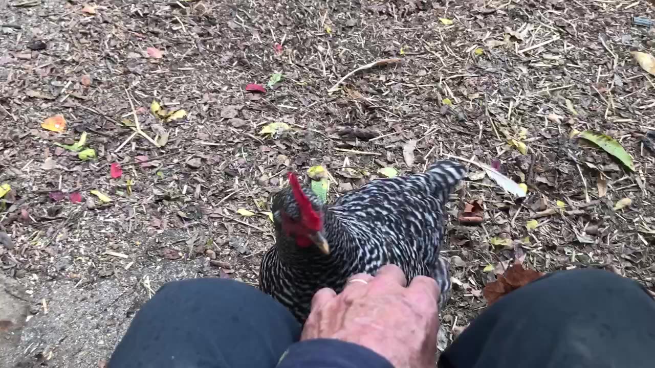 Chicken Yard Activity
