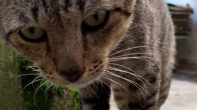 cat's expression after being fed