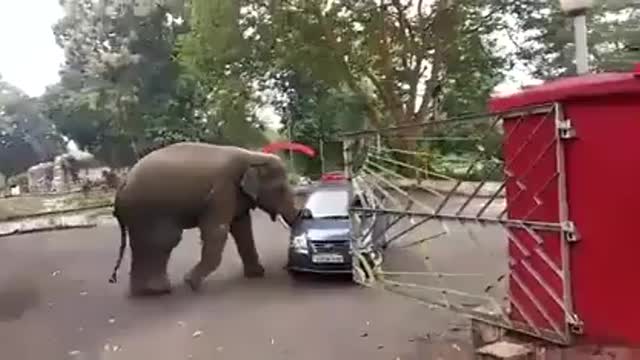 Elephant playing with a car