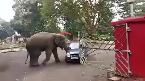 Elephant playing with a car