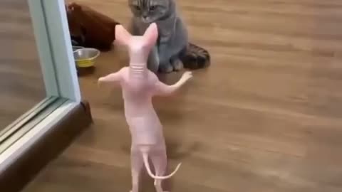 The Cat was did a standing ovation to congratulate the dancer 🧐