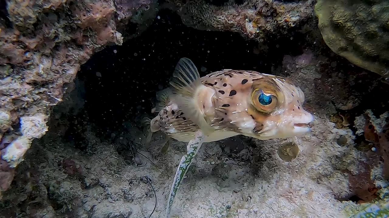 Staredown With Cutty Diodon Fish