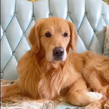 the wedding that stopped the internet