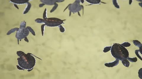 Baby turtles swimming in a pool at a turtle hatchery in Sri Lanka