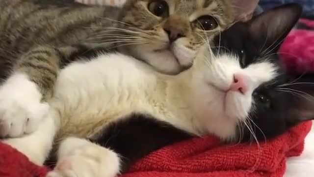 So adorable cats funny moments