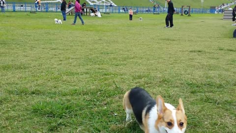 corgi puppy