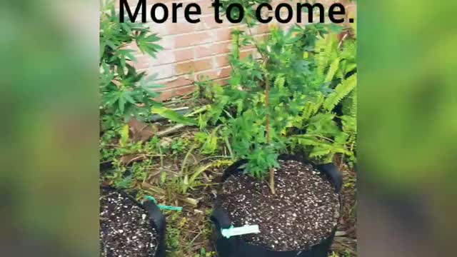 new hemp nursery