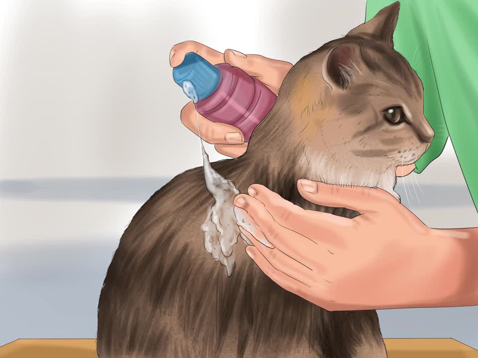 How to get Mousetrap Glue off of your Cat!