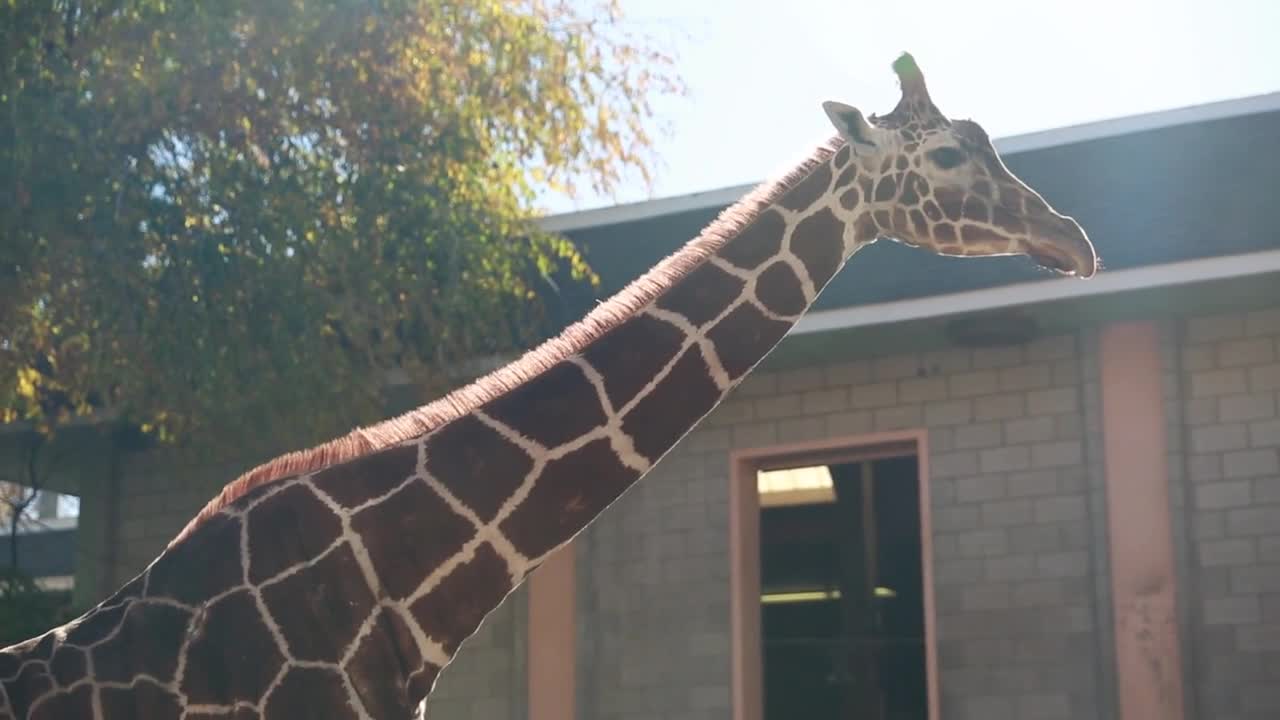 a giraffe at a zoo