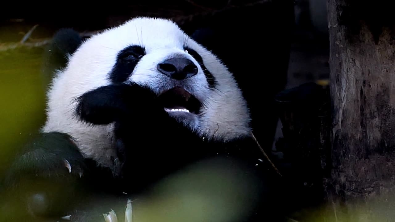 FUNNY MOMENTS FROM PANDA BEARS!