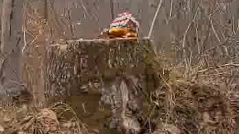 Bye bye gingerbread house