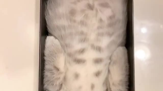 Cute cat in box