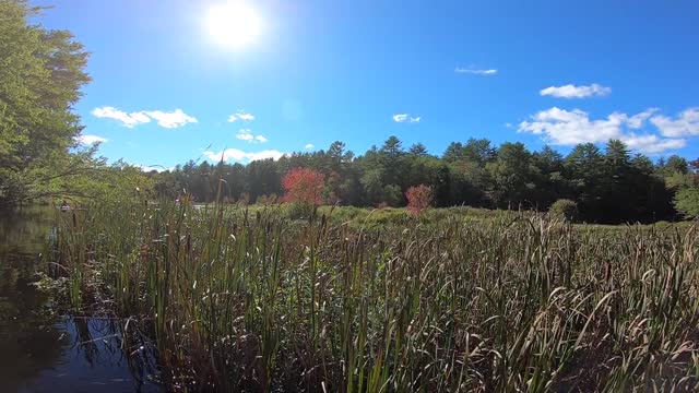 Cattails