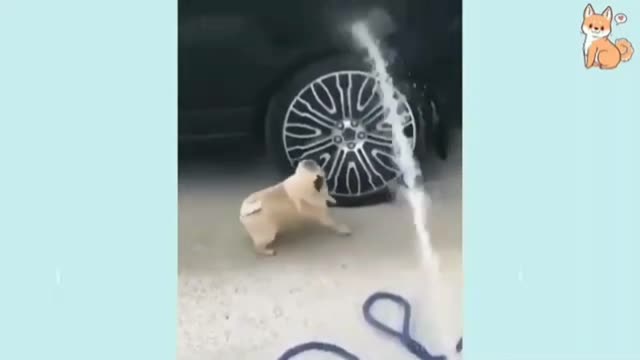 BEST FUNNY DOG VIDEO LAUGH with Dog Cute Buddy