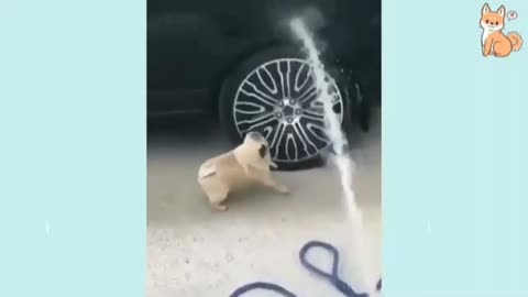 BEST FUNNY DOG VIDEO LAUGH with Dog Cute Buddy