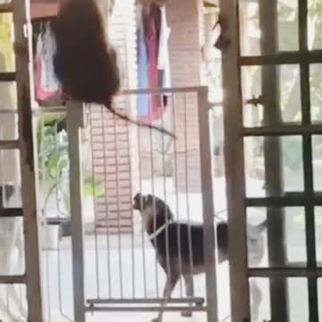 this dog thinks it's a rabbit