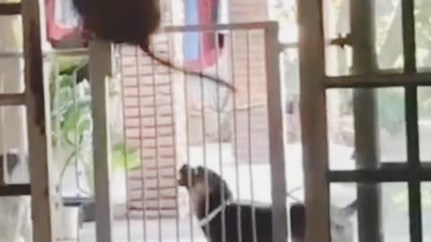 this dog thinks it's a rabbit