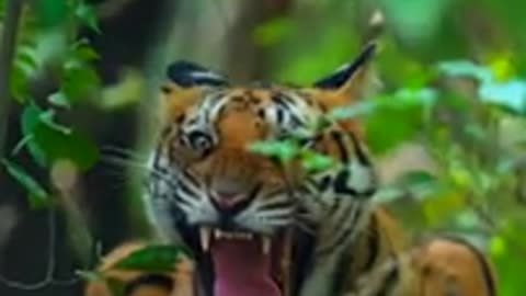 Majestic Wildlife: Lions, Peacocks, and Tigers Unveiled