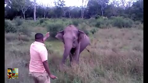 Raised Elephant