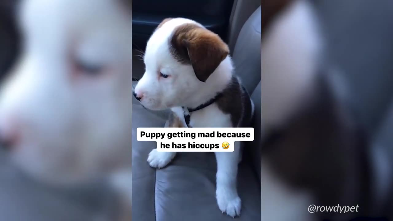 Most recent and funniest animals videos