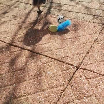Cute emu chick playing football ⚽