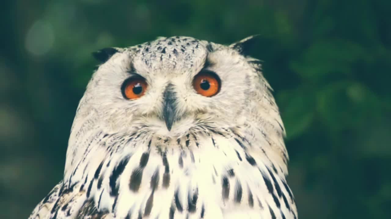 Owl with very sharp eyes in the wild forest