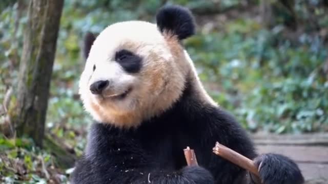 Panda eat bamboo