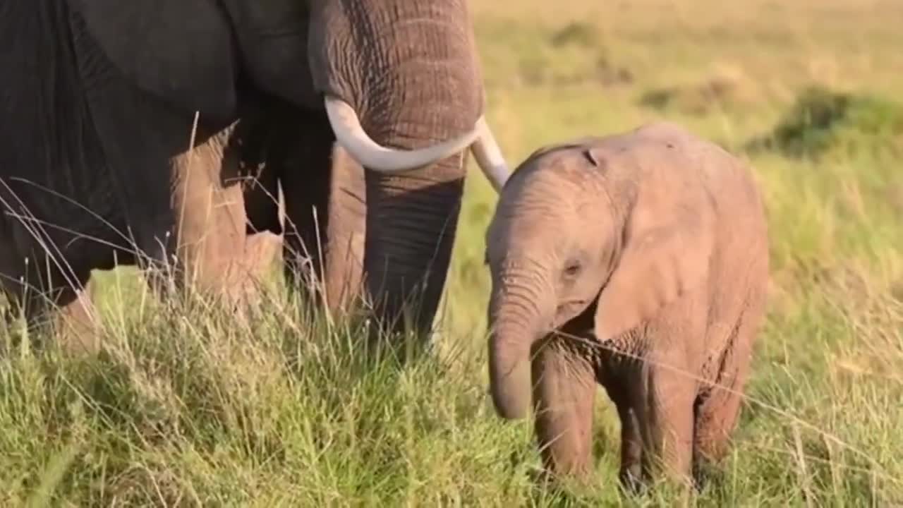 Happy baby elephants having so much fun playing together with mom