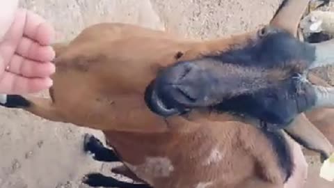 Cute goat