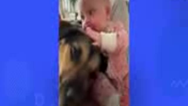 The dog helps baby sister to walk.