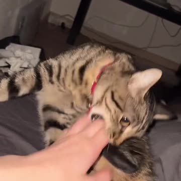 funny|prank|jokes|funny jokes|dad jokes|funny memes|funny video|fun|laughing|funny animal|knock